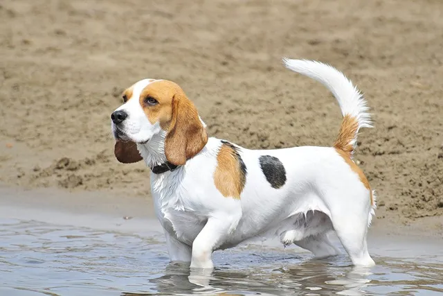 25 Common & Unique Beagle Colors (With Pictures)