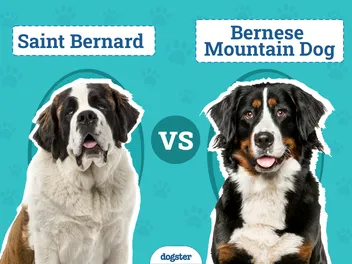 Saint Bernard vs. Bernese Mountain Dog: The Differences (With Pictures)