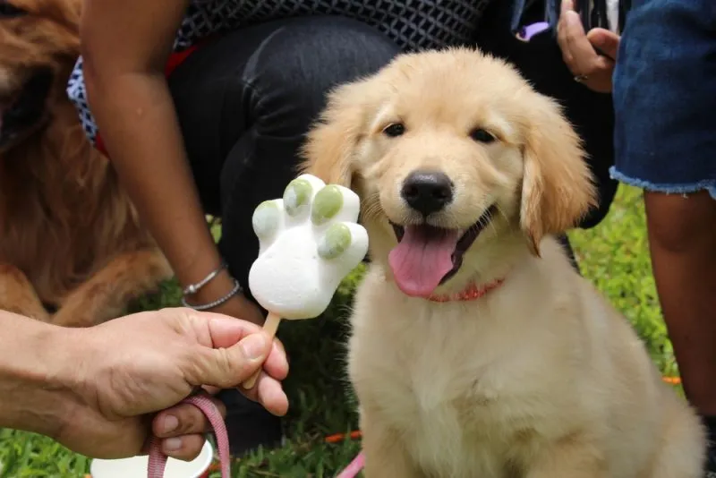 Golden puppy dog eating ice cream