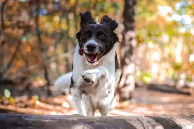 6 Great Off-Leash Dog Parks In The Netherlands You Can Visit Today!