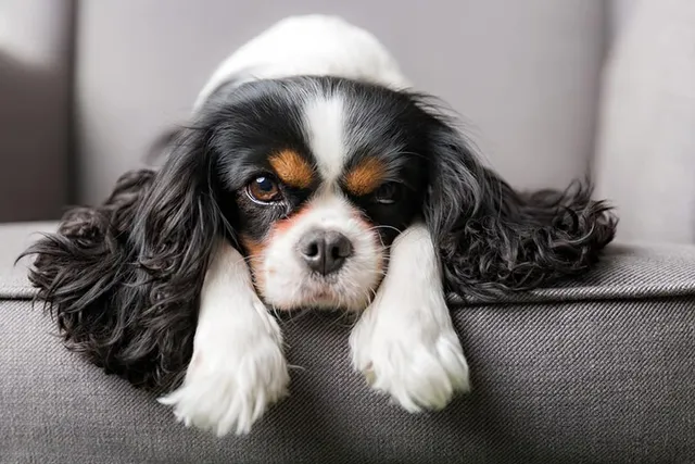 Is a Cavalier King Charles Spaniel Hypoallergenic? Breed Facts & FAQ