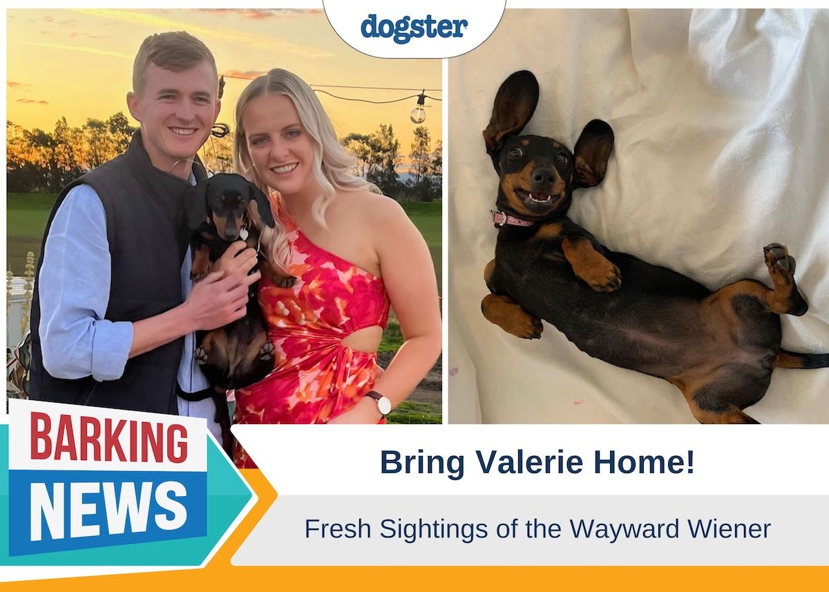 Barking News Bring Valerie home