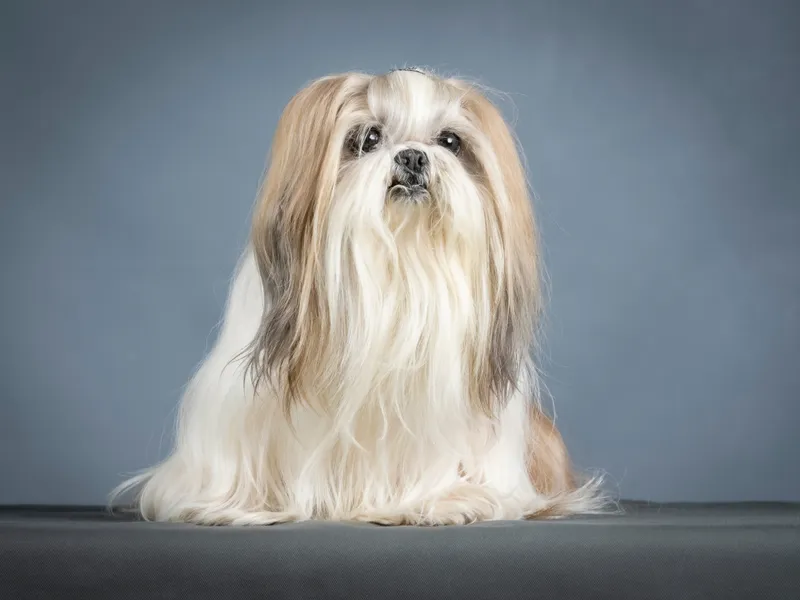 Lhasa apso terrier dog sitting in a studio