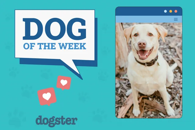 Dogster Photo Contest: Dogs of the Week Winners (August 7, 2025)