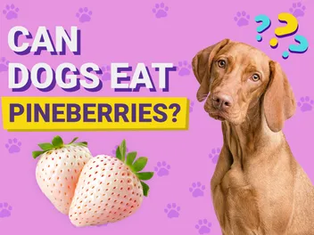 Can Dogs Eat Pineberries? Vet-Reviewed Facts & FAQ