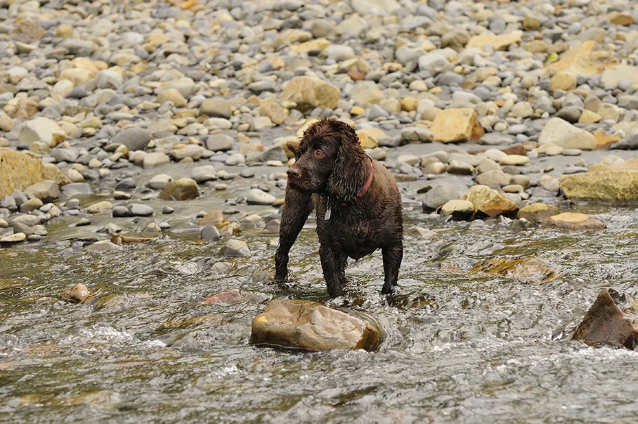 Boykin Spaniel dog standing on the rocky stream