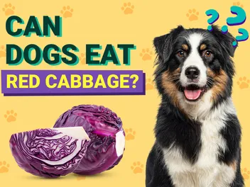 Can Dogs Eat Red Cabbage? Vet-Verified Nutrition Facts & Info