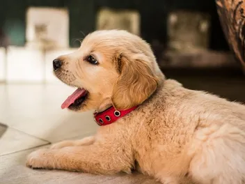10 Best Vitamins & Supplements for Puppies in 2026: Reviews & Top Picks