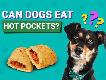Can Dogs Eat Hot Pockets? Vet-Verified Facts & Safety Guide