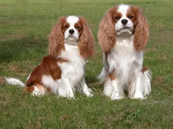 How Large Do Cavalier King Charles Spaniels Get? Breed Growth Facts