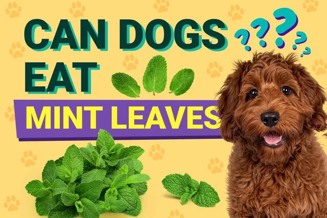 Can Dogs Eat Mint? Vet Approved Facts & FAQ