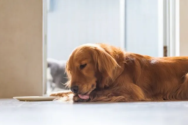 Do All Golden Retrievers Have Webbed Feet? Vet-Verified Facts & History