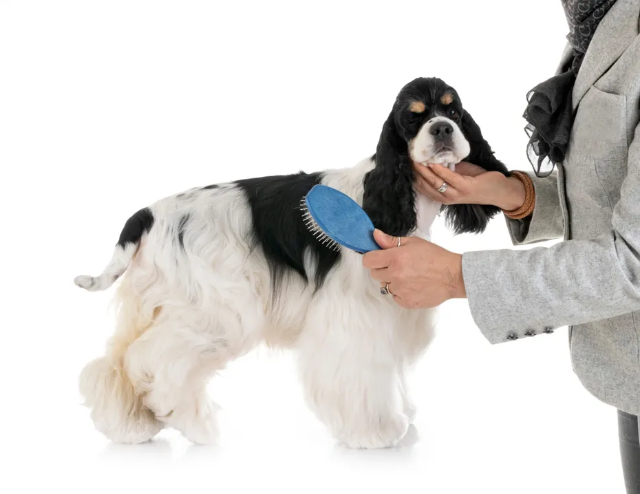 Brushing american cocker spaniel