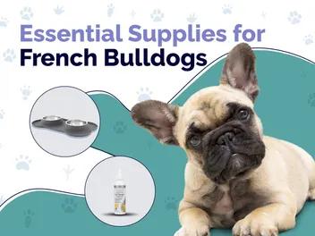 10 Essential French Bulldog Accessories & Supplies: 2026 Vet-Reviewed Guide