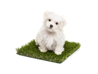 How to Train Your Dog to Use Grass Potty Pads: 10 Vet-Approved Tips