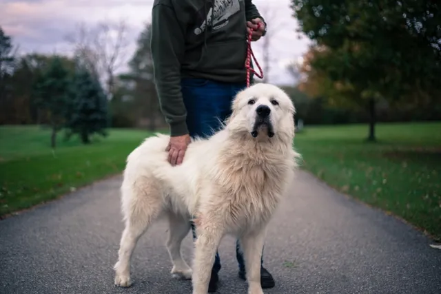 Do Great Pyrenees Bark a Lot? How Much & How To Stop It (Vet-Reviewed)