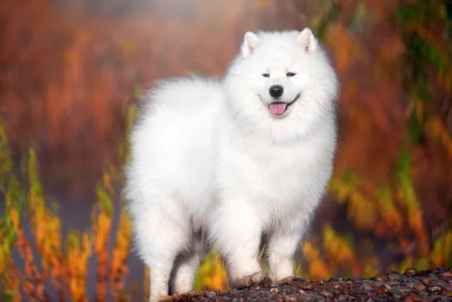 How Smart Is a Samoyed? Canine Intelligence Vet-Verified Facts & FAQ