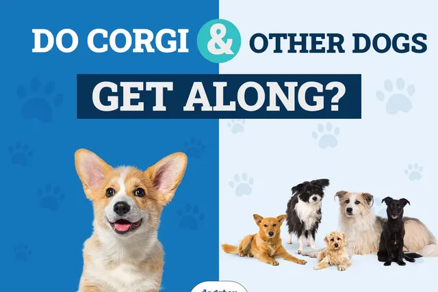 Will a Corgi Get Along With Other Dogs? Facts & Safety Tips
