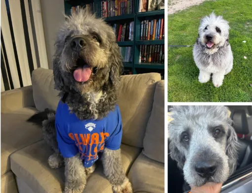 Collage of a grey curly-haired dog wearing a Knicks shirt sitting on a sofa