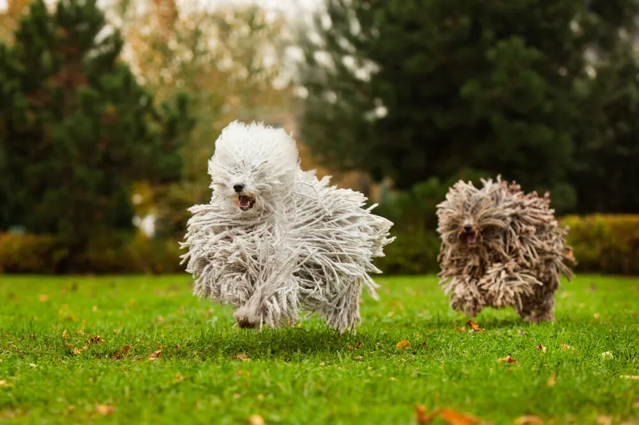 Two running puli dog