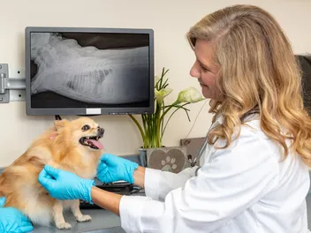 Kennel Cough vs. Collapsed Trachea: How to Tell the Difference (Vet Answer)