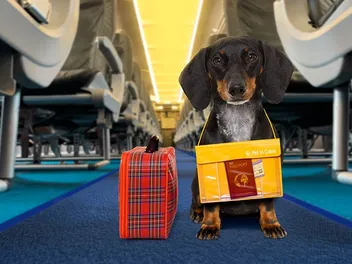 Do Dogs' Ears Pop on Planes? Canine Travel Facts & Tips