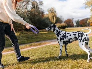 8 Confidence-Building Games for Dogs: Vet-Approved Activities