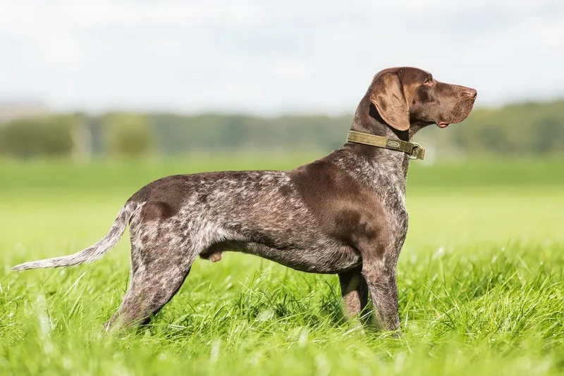 German Shorthaired Pointer pointing