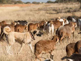 13 Livestock Guardian Dog Breeds: Info, Pictures & Origins