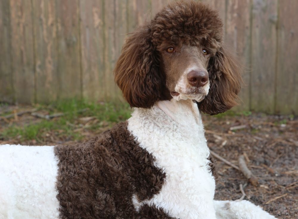 parti-poodle