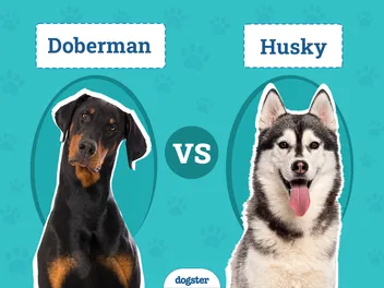 Doberman vs Husky: The Differences (With Pictures)