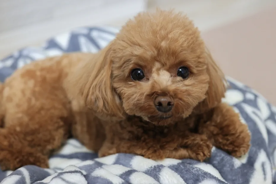 toy poodle close up