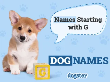 300 Dog Names Starting With G for Your Adorable Pup