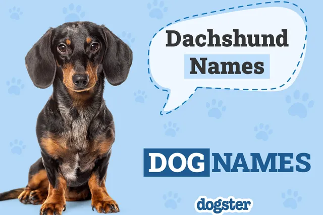 150+ Dachshund Names for Your Adorable Wiener Dog