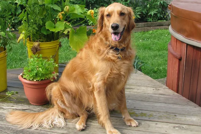 Golden Retriever Dog Breed: Info, Pictures, Care & More
