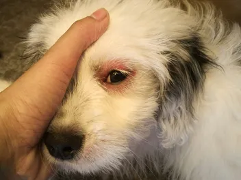 Why Are My Dog's Eyes Red? 13 Likely Reasons (Vet Answer)