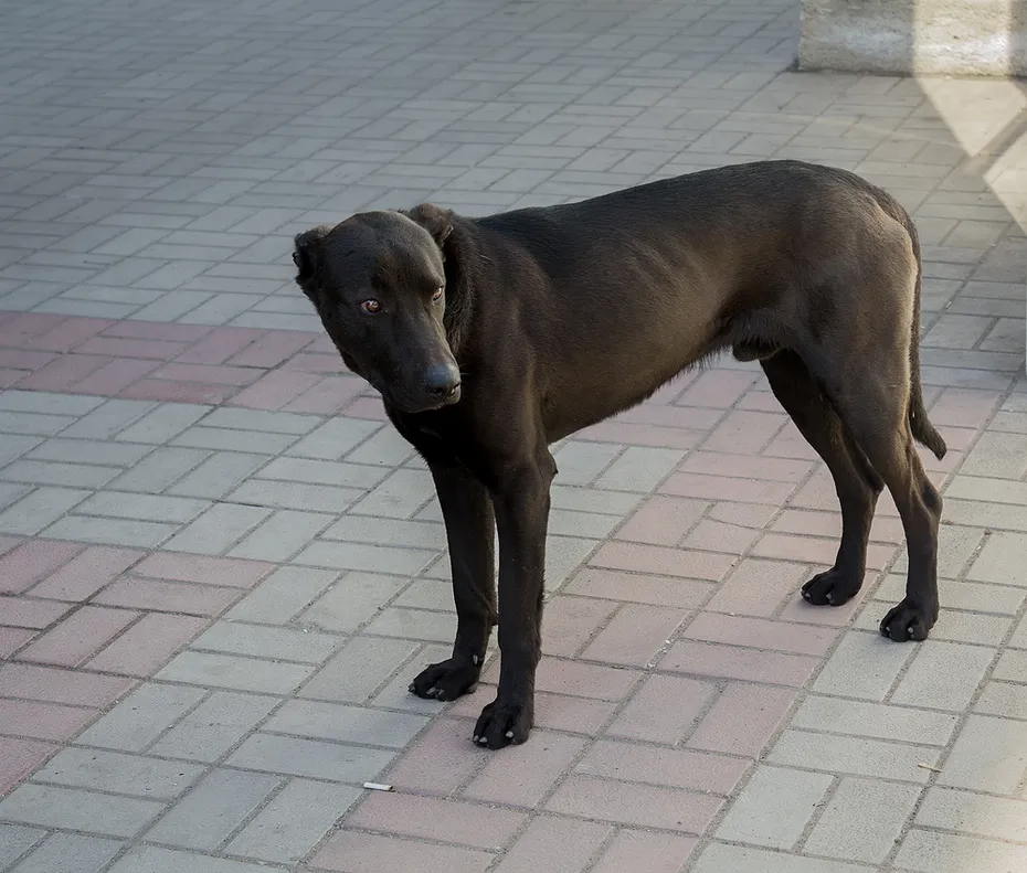 skinny stray dog