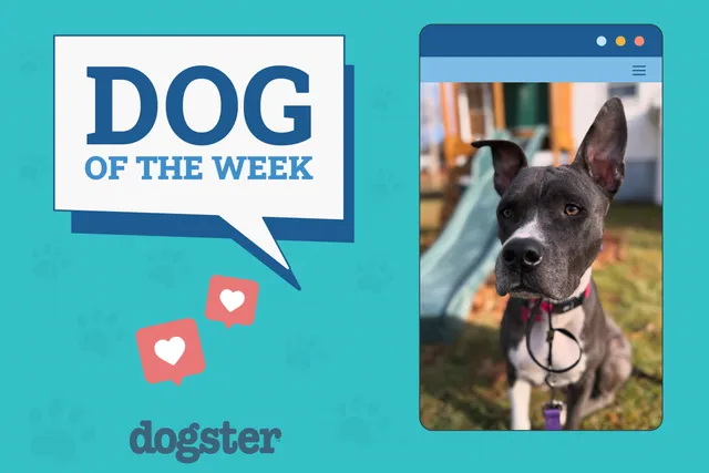 Dogster Photo Contest: Dogs of the Week Winners (Mar 13, 2025)