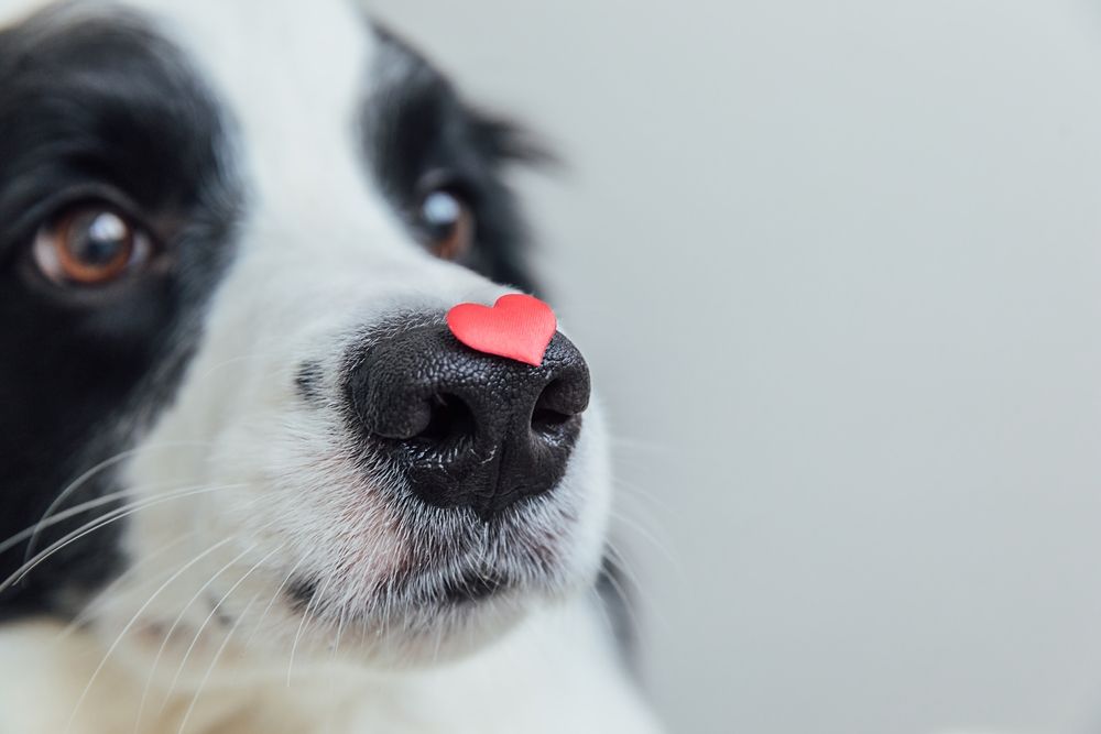 cute border collie dog holding red heart on nose isolated on white background