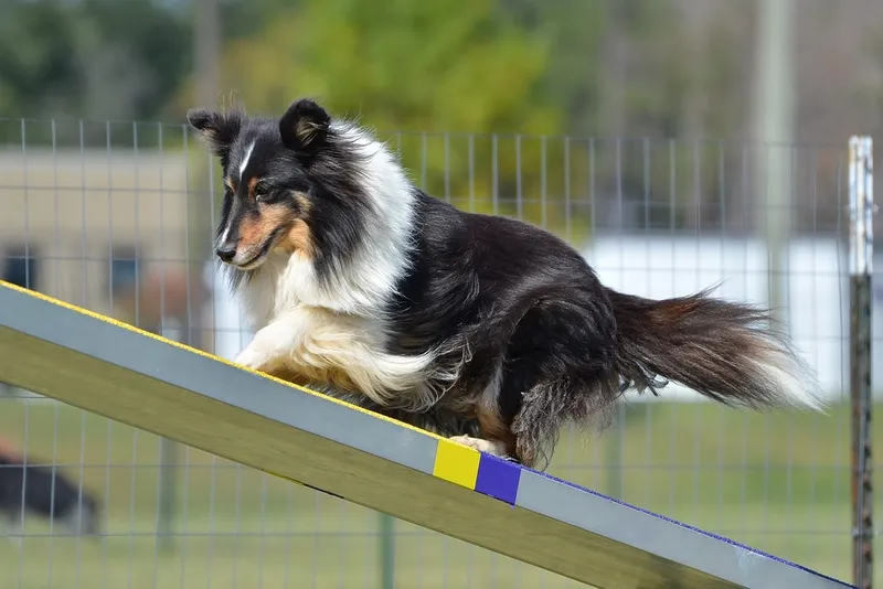 tricolor sheltie on a show