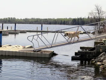 10 Best Dog Ramps for Boats in 2026 - Reviews & Top Picks
