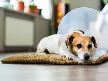 How Much Does It Cost to Spay or Neuter a Dog? 2026 Price Guide