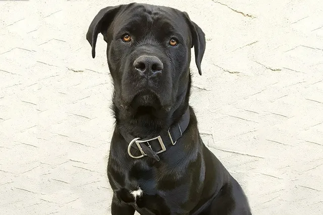 Cane Corso Presa Canario Mix: Info, Pictures, Care & More