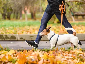 49 Dog Friendly Places in Virginia: Spots to Visit with Your Pup