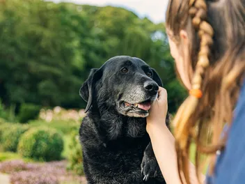 Can You Teach an Old Dog New Tricks? Vet-Verified Facts & Tips