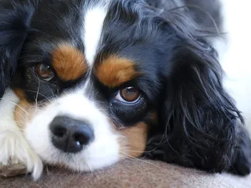 4 Adorable Cavalier King Charles Spaniel Haircuts (with Pictures)
