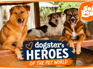 Inside Soi Dog Foundation, the Organization That Has Vaccinated & Sterilized Over 1.7 Million Dogs & Cats