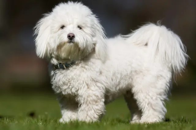 Coton De Tulear Dog Breed: Info, Pictures, Care & More