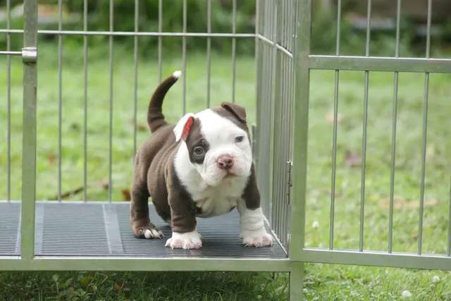 Why Are Responsible Pit Bull Breeders Hard to Find? Reasons Explained