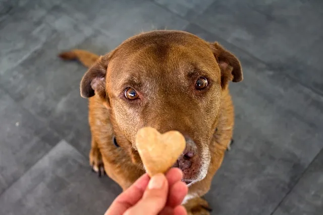 National Treat Your Pet Day 2026: When It Is & How to Celebrate